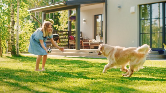From Old Clothes to Fun Chews: Innovative Ways to Create DIY Dog Toys