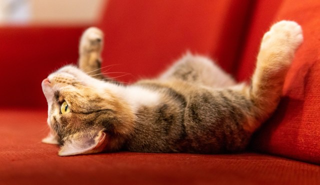 The Ultimate Checklist for Building a Pet-Friendly Environment