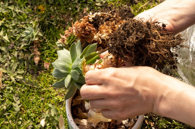 Your First Garden Project: Learning How to Make a Lush Terrarium in a Jar
