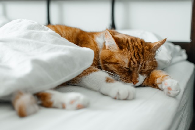 Transform Your Home into a Cozy Pet Retreat: Ideas and Inspiration